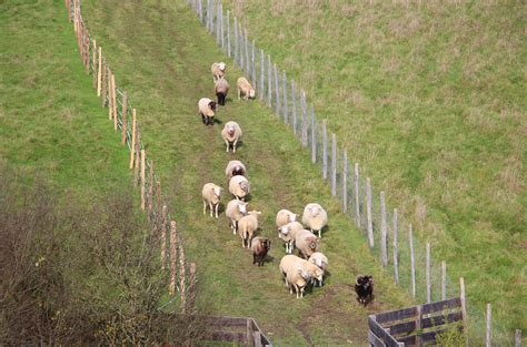 Moutons en pâturage avec des symboles de fertilité du sol