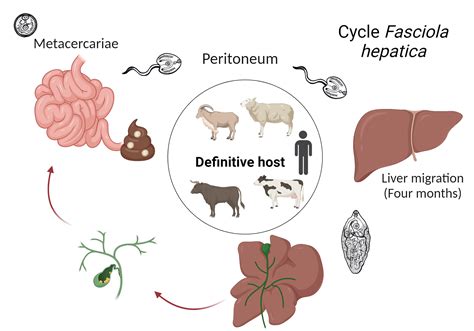 Diagramme du cycle de vie de Fasciola hepatica