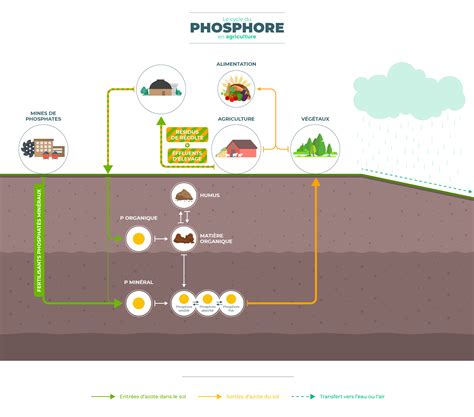 Infographie sur les sources de phosphore organique