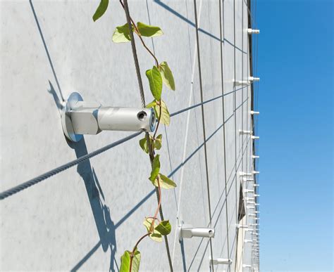 Différentes plantes grimpantes utilisant des câbles de soutien