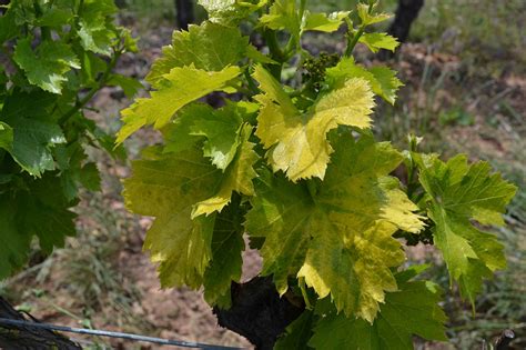 Grappes de raisin avec symptômes de court-noué