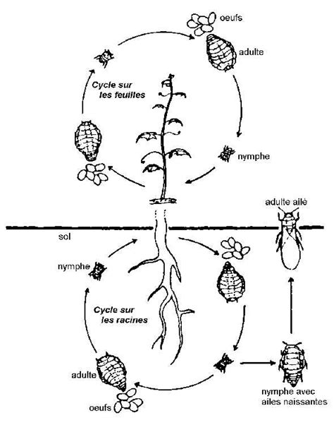 Phylloxéra radicicole sur racines et gallicole sur feuilles