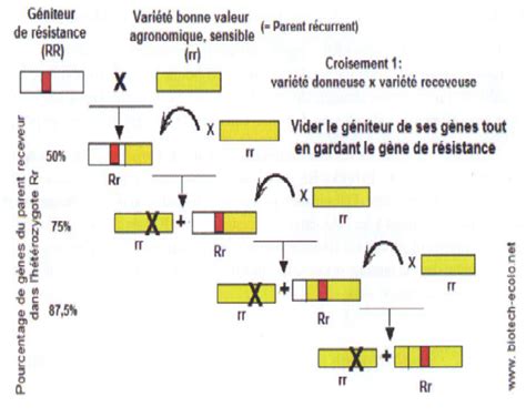 Schéma de croisement de cépages pour créer de nouvelles variétés