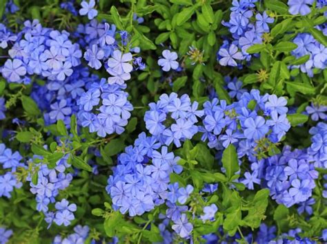 Plumbago auriculata fleurs bleues