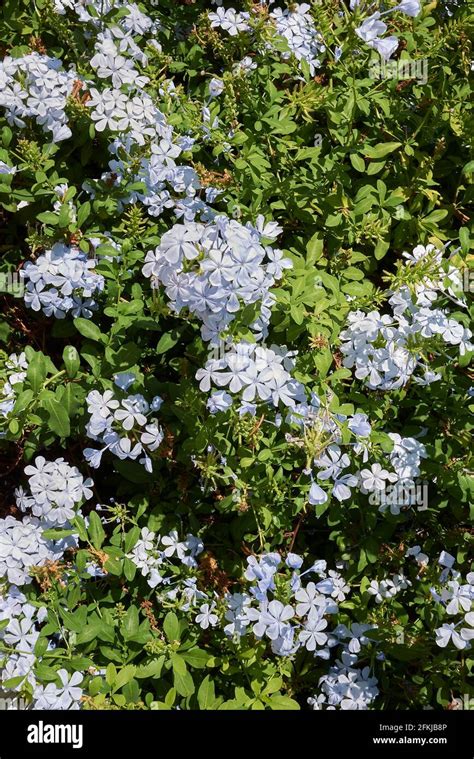 Plumbago auriculata inflorescence