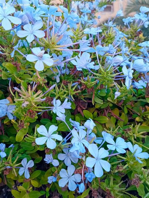 Plantation Plumbago auriculata