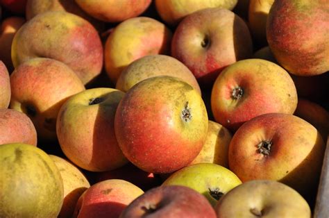 Variétés de pommes anciennes du verger conservatoire