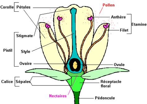 Schéma d'une fleur hermaphrodite avec organes mâles et femelles