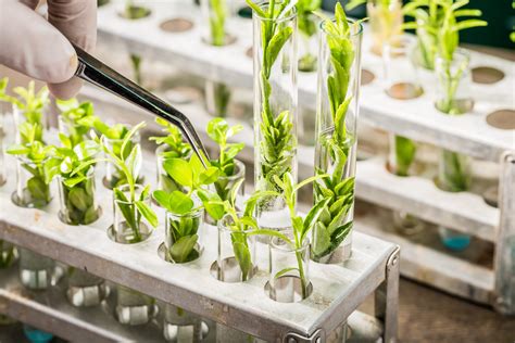 Schéma des différentes techniques biotechnologiques en amélioration des plantes