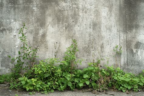 Image d'eau de cuisson versée sur des mauvaises herbes