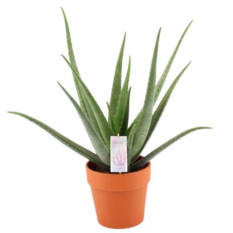 Aloe vera dans un pot en terre cuite