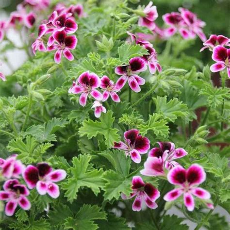 Plante de géranium odorant (pelargonium)