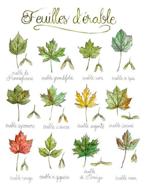 Différentes formes de feuilles d'érables du Japon
