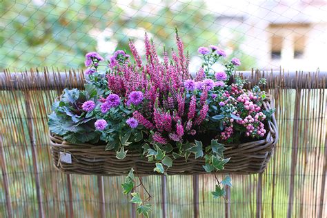 Idées de composition florale pour jardinières de balcon
