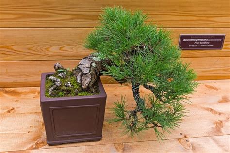Bonsaï de pin noir japonais stylisé