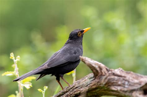 Merle noir mâle posé sur une branche
