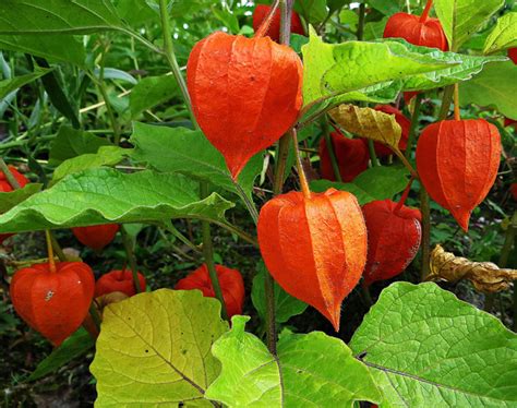 L'amour en cage (Physalis alkekengi) ou lanterne japonaise
