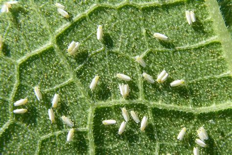 Illustration d'aleurodes sur une feuille