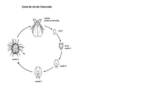 Cycle de vie de l'aleurode