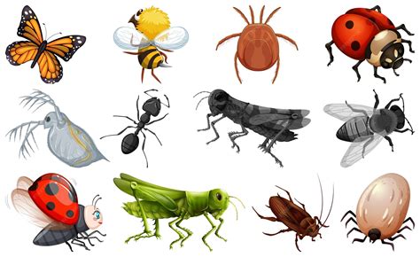 Différents insectes de compost