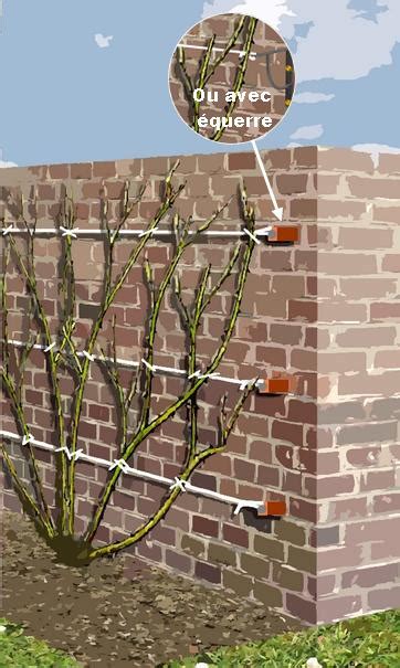 Schéma de palissage d'un rosier grimpant sur un treillis