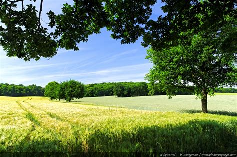 Paysage de la campagne de Bouillargues