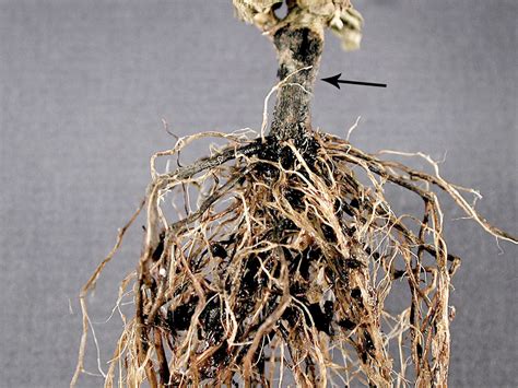 Gros plan sur des racines de framboisier affectées par la pourriture