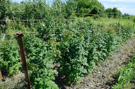 Jardinier en train de pailler le pied d'un framboisier