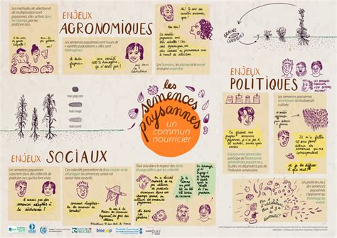 Infographie illustrant le cycle de vie des semences paysannes et leur importance
