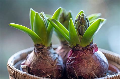 Différents types de bulbes adaptés au forçage