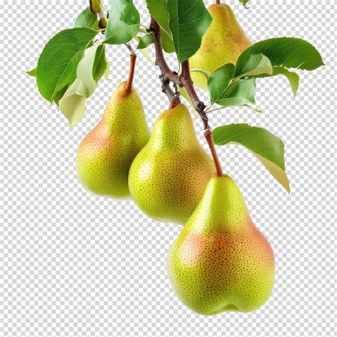 Poires Williams classiques sur une branche