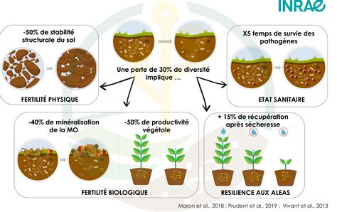 Illustration de la vie microbienne dans le sol
