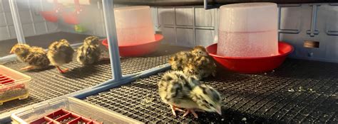 Poussinière pour cailleteaux