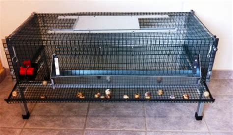 Caille pondeuse dans une cage modulaire