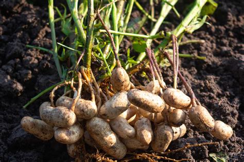 schéma de la formation des gousses de cacahuètes sous terre