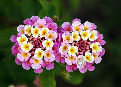Taille d'un lantana pour une floraison optimale