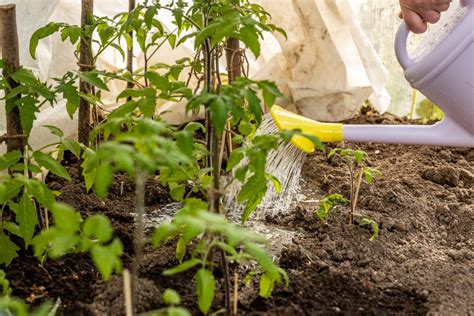 Jardinier arrosant des plants de tomates en pleine terre