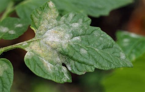 Feuilles de tomate atteintes de mildiou avec des taches brunes