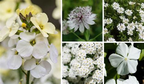 Plantes sauvages à fleurs blanches variées