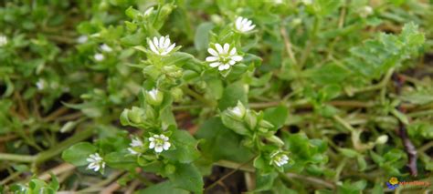 Mouron blanc en fleur