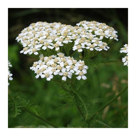 Fleurs et feuilles d'achillée millefeuille