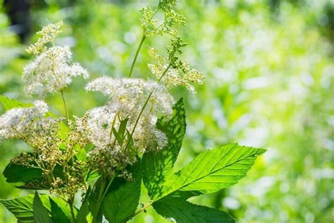 Fleurs de reine des prés
