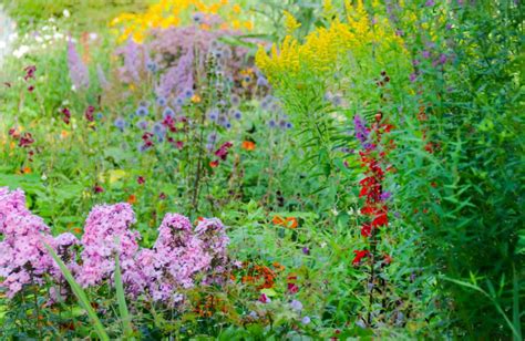 Jardin diversifié avec plantes sauvages