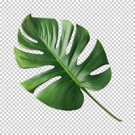 Monstera Deliciosa avec ses feuilles découpées