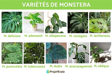 Comparaison des différentes variétés de Monstera