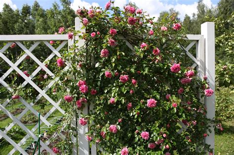 Illustration d'un rosier grimpant rose fuchsia luxuriant sur une pergola
