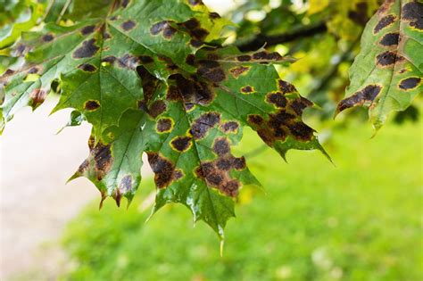 Images de feuilles d'érable du Japon affectées par le brûlage ou la verticilliose