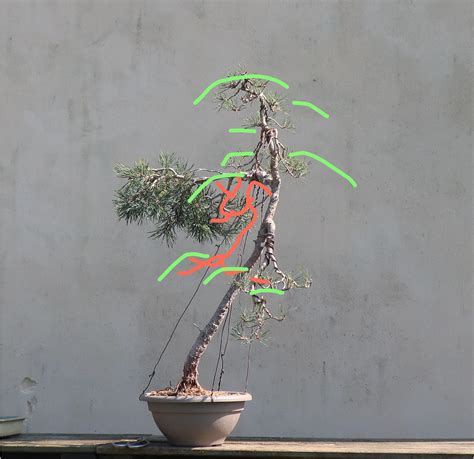 Arbre yamadori fraîchement prélevé et empoté