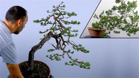 Bonsaï yamadori en pot de formation