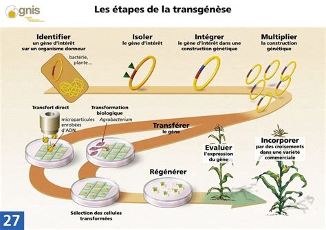 Schéma expliquant les différentes techniques de modification génétique (OGM vs NTG)